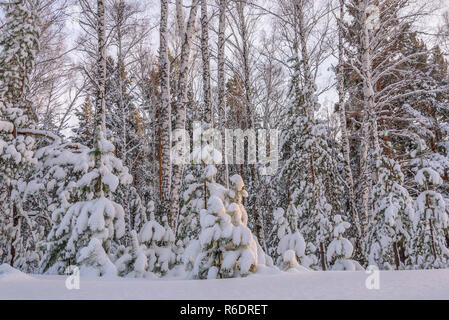 Schönen winter Wald mit Fichten, Birken, kleine Kiefern mit Schnee auf den Ästen und Schneeverwehungen Stockfoto