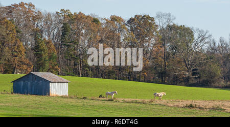 Die Pferde stehen im Feld neben alten Scheune mit Wald im Hintergrund Stockfoto