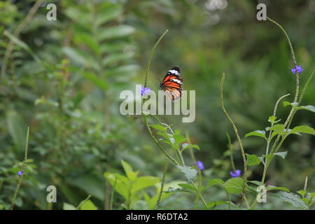 Red Butterfly Landung auf einer Blume Stockfoto