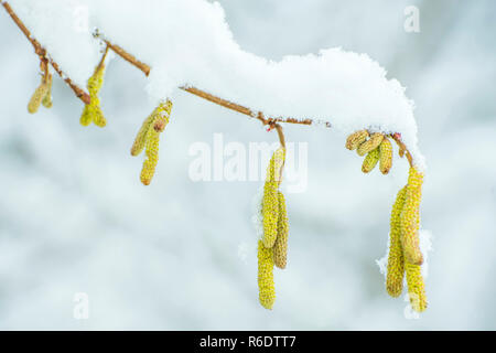 Haselnuss Blüte im Schnee Stockfoto