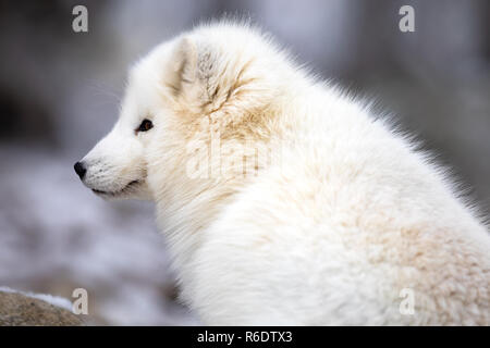 In der Nähe der arktischen Fuchs in weiss Winter Mantel sitzen Stockfoto