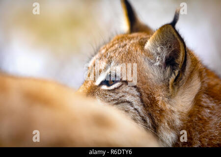 Nahaufnahme des eurasischen Luchses Kopf und wilden Augen Stockfoto