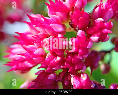 Sedum Stockfoto