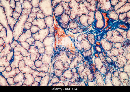 Tränendrüse Gewebe unter dem Mikroskop 100x Stockfoto