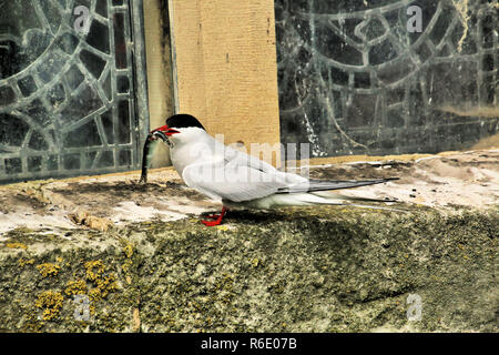 Ein Blick auf die Küstenseeschwalbe auf die Farne Islands Stockfoto