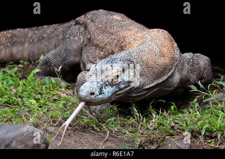 Komodo Drachen, die größte Eidechse der Welt, Indonesien Stockfoto