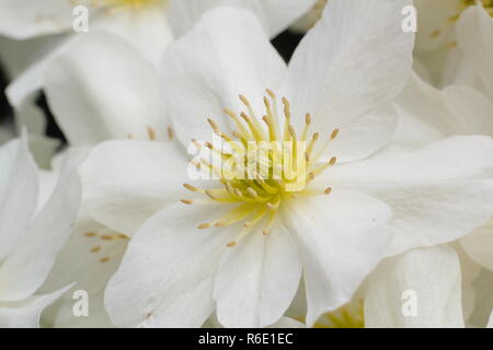 Clematis x cartmanii "Lawine", eine immergrüne Clematis, in Blüte im Frühjahr, Großbritannien Stockfoto