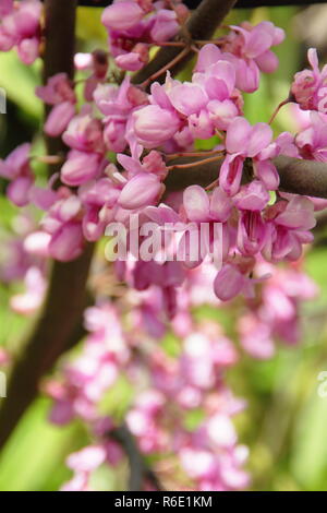 Cercis siliquastrum. Frühling Blüten von Cercis siliquastrum, auch genannt Judas Baum, Mai, Großbritannien Stockfoto
