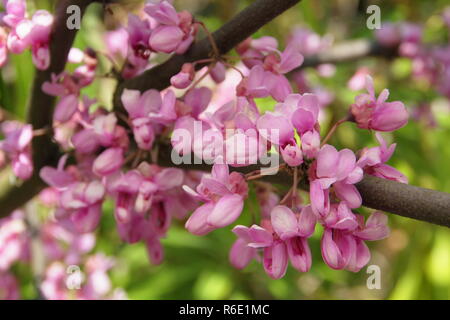 Cercis siliquastrum. Frühling Blüten von Cercis siliquastrum, auch genannt Judas Baum, Mai, Großbritannien Stockfoto