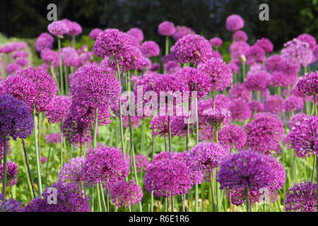 Allium hollandicum 'Purple Sensation', oder Niederländische Knoblauch; riesige ornamentale Zwiebeln, Blüte im Garten Grenze, Frühling, Großbritannien Stockfoto