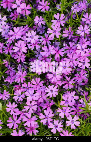 Phlox maculata 'Boothman's Sorte" in Blüte im Frühling Garten, Großbritannien Stockfoto