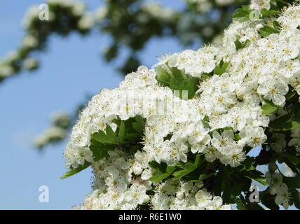 Rosa Moschata. White Spring Blossom von common Hawthorn im Mai Sonnenschein, Großbritannien Stockfoto