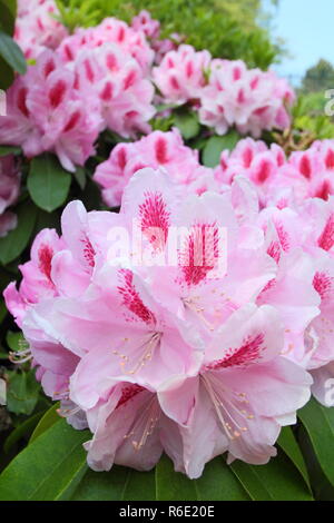 Rhododendron 'Mrs Furnivall'. Frühling Blüten der Rhododendron 'Mrs Furnivall", Mai, Großbritannien Stockfoto