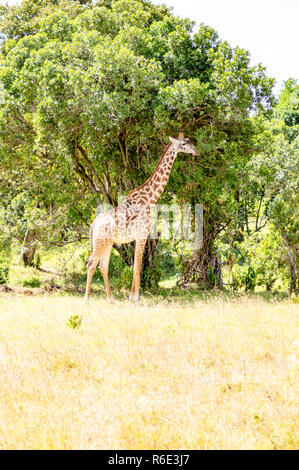 Isolierte Giraffe in der Nähe von Acacia im Park der Masai Mara in Kenia Stockfoto