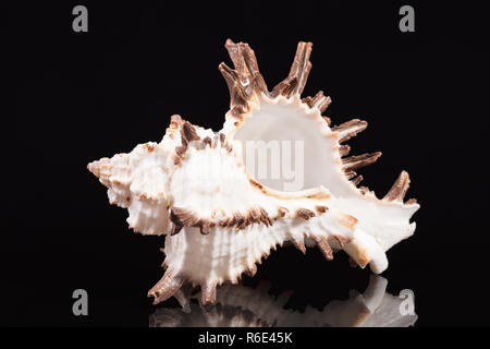 Sea Shell von räuberischen Meer Schnecke Chicoreus ramosus auf schwarzem Hintergrund Stockfoto