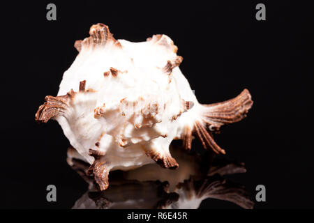 Sea Shell von räuberischen Meer Schnecke Chicoreus ramosus auf schwarzem Hintergrund, Reflexion Stockfoto