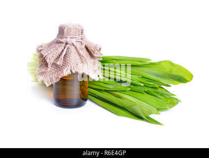 Allium ursinum - Bärlauch, buckrams, Bärlauch, Breitblättrigen Knoblauch, Bärlauch, Bär Lauch, oder Bärlauch. Isoliert. Stockfoto