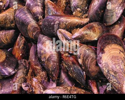 Textur von Muscheln Stockfoto