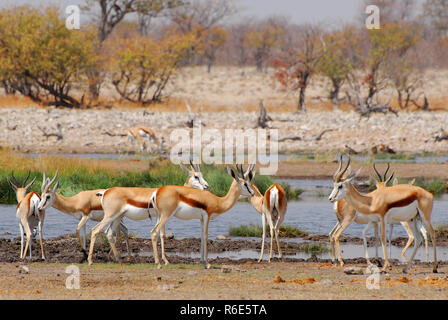 Antilopen, Springböcke (Antidorcas Marsupialis) im natürlichen Lebensraum, Etosha National Park, Namibia Stockfoto