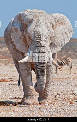 Afrikanischer Elefant aus schmutzigen weißen Ton in Etosha National Park, Namibia Stockfoto