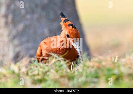 Afrikanischer Wiedehopf (Upupa Africana) Im Etosha National Park, Namibia Stockfoto