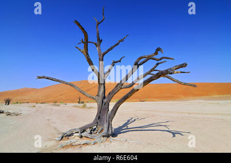 Tot Camelthorn (Acacia Erioloba) Bäume im Dead Vlei, Namib Naukluft National Park, Namibia Stockfoto