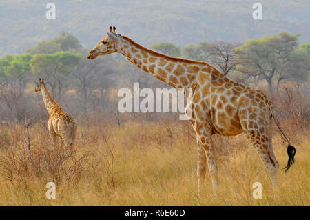 Zwei Giraffen (GIRAFFA) im Waterberg Plateau Park National Park im Zentrum von Namibia Stockfoto