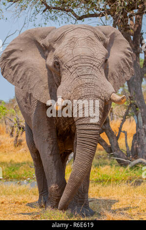 Im Afrikanischen Busch Elefant (Loxodonta Africana), auch bekannt als der Afrikanischen Savanne Elefanten im Okavango Delta Botswana Afrika Stockfoto