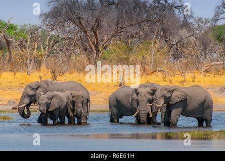 Herde der Afrikanischen Busch Elefanten Trinkwasser aus dem Okavango River, Botswana Stockfoto