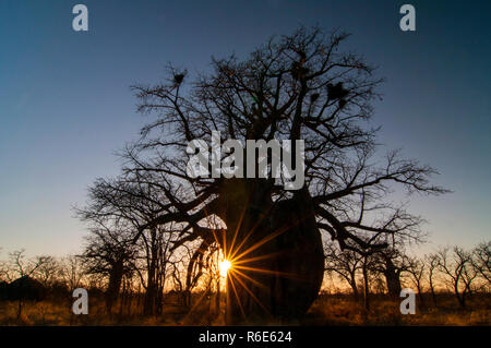 Affenbrotbaum (Adansonia digitata) Makgadigadi Pfannen bei Gweta in Botsuana Stockfoto