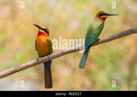 White-Fronted Bee-Eaters (merops Bullockoides) in der Nähe von dem Fluss Chobe Nationalpark, Botswana Afrika Stockfoto