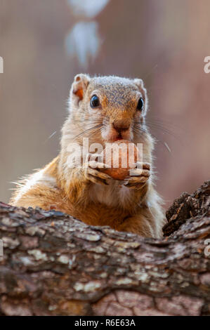 Baum Eichhörnchen, Paraxerus Cepapi Chobiensis, Essen Mutter in der Natur Lebensraum, Botswana, Afrika Stockfoto