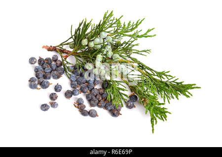 Juniperus sabina mit grünen und reif Kegel (Beeren) isoliert auf Weiss. Stockfoto