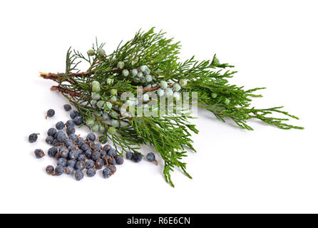 Juniperus sabina mit grünen und reif Kegel (Beeren) isoliert auf Weiss. Stockfoto