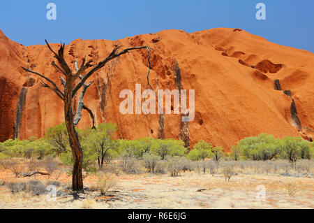 Trockenen Baum Vor der Uluru (Ayers Rock) im Uluru-Kata Tjuta National Park, Australien Stockfoto