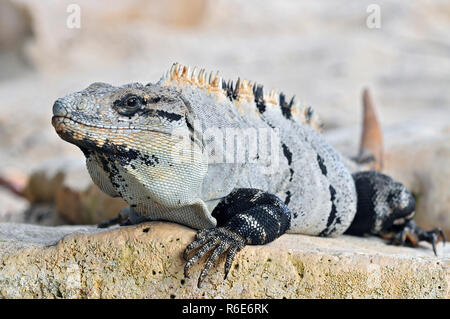 Ctenosaura Imilis, allgemein bekannt als der schwarze Spiny-Tailed Leguan, Iguana, Schwarz oder Schwarz Ctenosaur, eine Echse Eingeborene ist nach Mexiko und zentrale americ Stockfoto