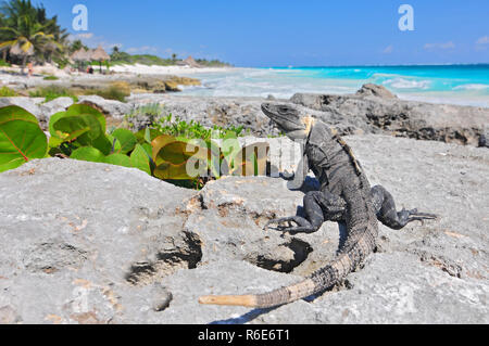 Ctenosaura Imilis, allgemein bekannt als der schwarze Spiny-Tailed Leguan, Iguana, Schwarz oder Schwarz Ctenosaur, eine Echse Eingeborene ist nach Mexiko und zentrale americ Stockfoto