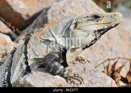 Ctenosaura Imilis, allgemein bekannt als der schwarze Spiny-Tailed Leguan, Iguana, Schwarz oder Schwarz Ctenosaur, eine Echse Eingeborene ist nach Mexiko und zentrale americ Stockfoto