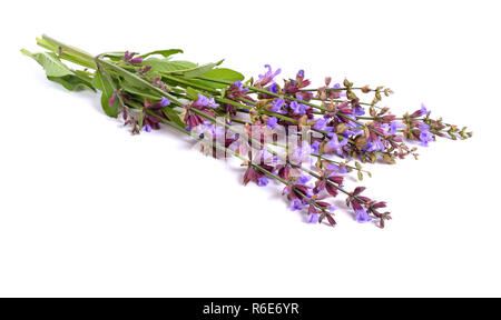 Salvia Officinalis (Sage, auch als Garten Salbei, oder gemeinsame Salbei) Blüte. Isoliert. Stockfoto