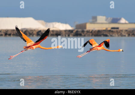 Fliegen amerikanische Flamingos (Phoenicopterus Ruber) Flamingo Ruber-American Lagardos in Rio, Mexiko Stockfoto