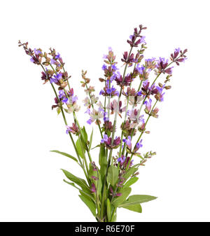 Salvia Officinalis (Sage, auch als Garten Salbei, oder gemeinsame Salbei) Blüte. Isoliert. Stockfoto