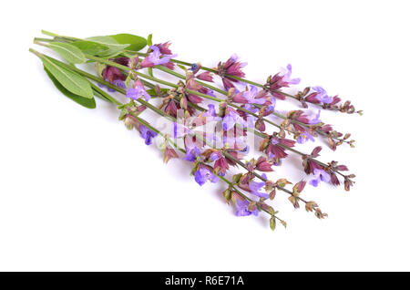 Salvia Officinalis (Sage, auch als Garten Salbei, oder gemeinsame Salbei) Blüte. Isoliert. Stockfoto