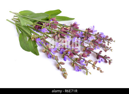 Salvia Officinalis (Sage, auch als Garten Salbei, oder gemeinsame Salbei) Blüte. Isoliert. Stockfoto