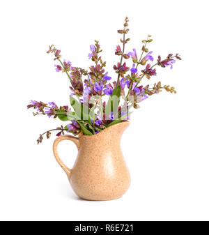 Salvia Officinalis (Sage, auch als Garten Salbei, oder gemeinsame Salbei) Blüte. Isoliert. Stockfoto