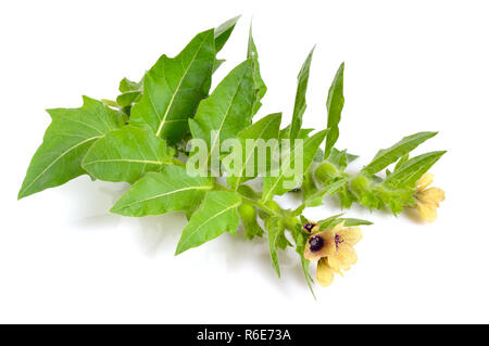 Hyoscyamus - als henbanes bekannt. Auf weissem Hintergrund. Stockfoto