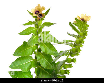 Hyoscyamus - als henbanes bekannt. Auf weissem Hintergrund. Stockfoto