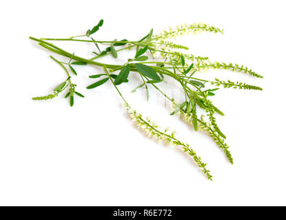 Melilotus, bekannt als honigklee, Steinklee, und kumoniga. Auf weissem Hintergrund. Stockfoto