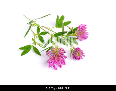 Klee oder Kleeblatt sind gängige Bezeichnungen für Pflanzen der Gattung Trifolium. Auf weissem Hintergrund. Stockfoto