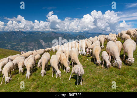 Schafherde mit Schäferhund Beweidung auf der Hochebene des Monte Baldo, Malcesine, Lombardei, Italien Stockfoto