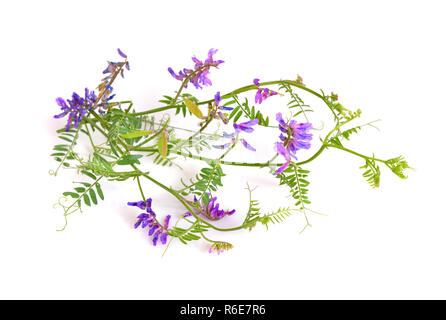 Vicia cracca (vogelwicke, Kuh vetch, Vogel vetch, blaue Wicke, boreale vetch) isoliert. Stockfoto